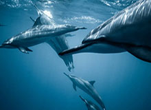 伟德Bevictor官网——开启专业博彩新体验